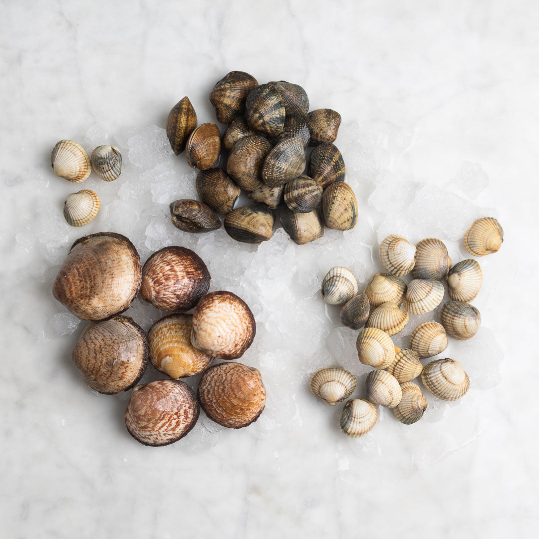 VONGOLE